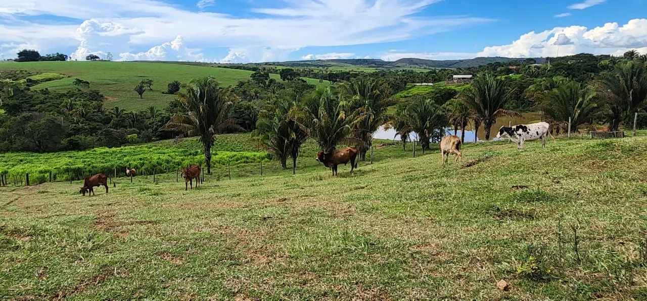 Sítio à venda de 10 ha em Cocalzinho de Goiás, GO, Brasil