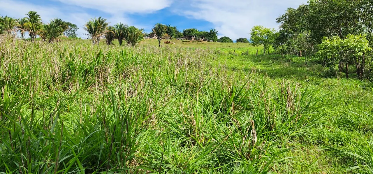 Sítio à venda de 10 ha em Cocalzinho de Goiás, GO, Brasil