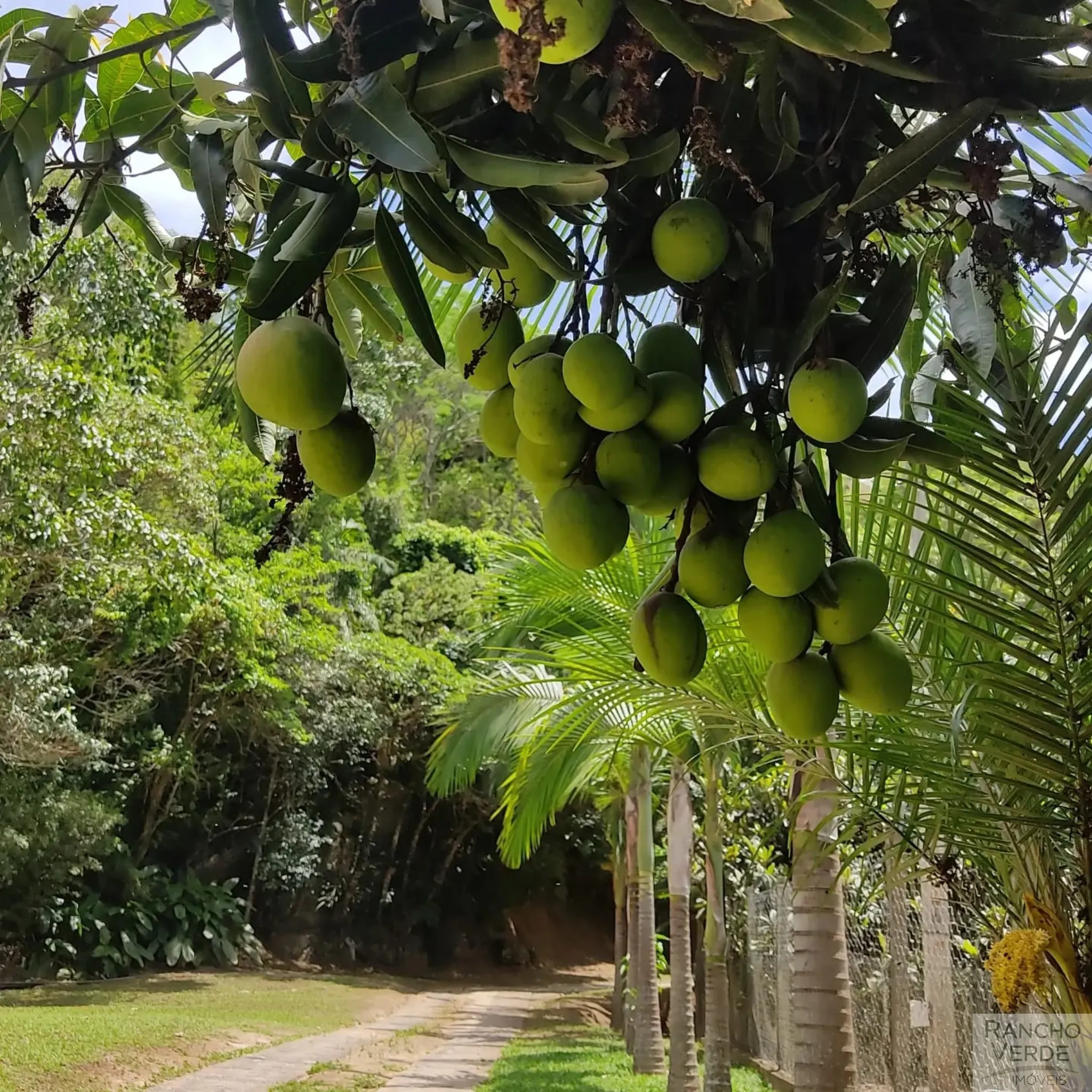 Sítio à venda de 6 ha em Jambeiro, SP, Brasil