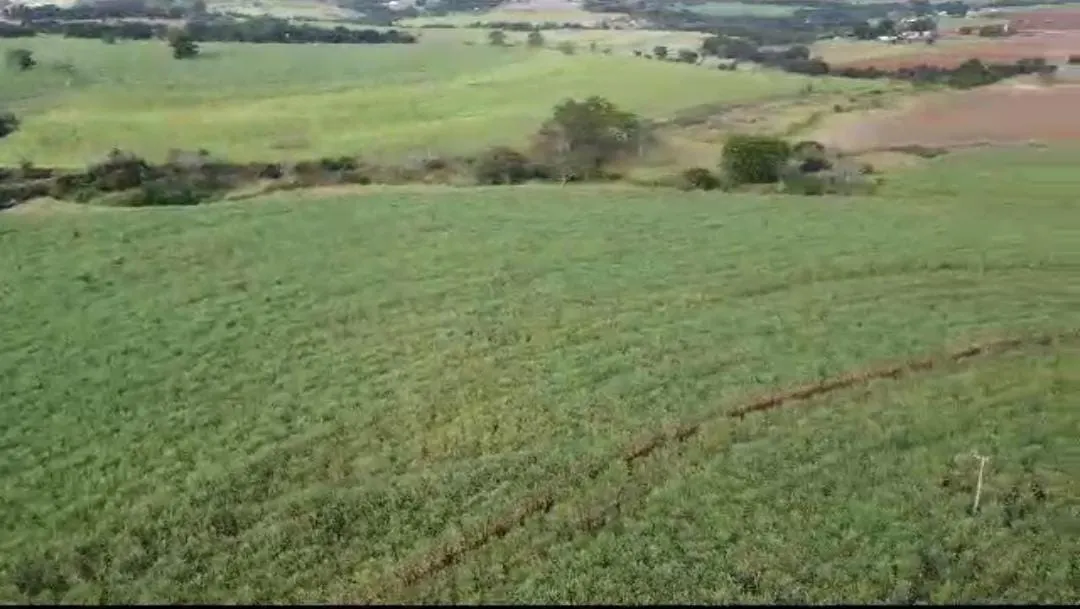 Fazenda à venda de 215 ha em Ribeirão Preto, SP, Brasil