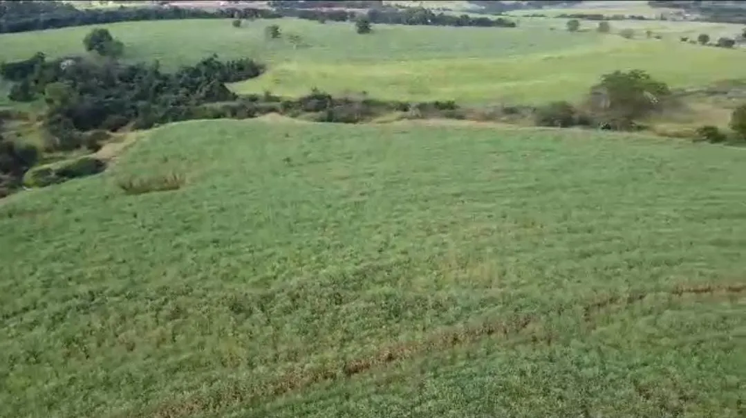Fazenda à venda de 215 ha em Ribeirão Preto, SP, Brasil