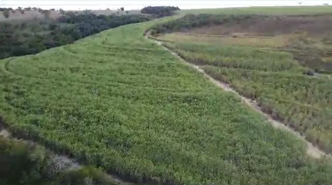 Fazenda à venda de 215 ha em Ribeirão Preto, SP, Brasil