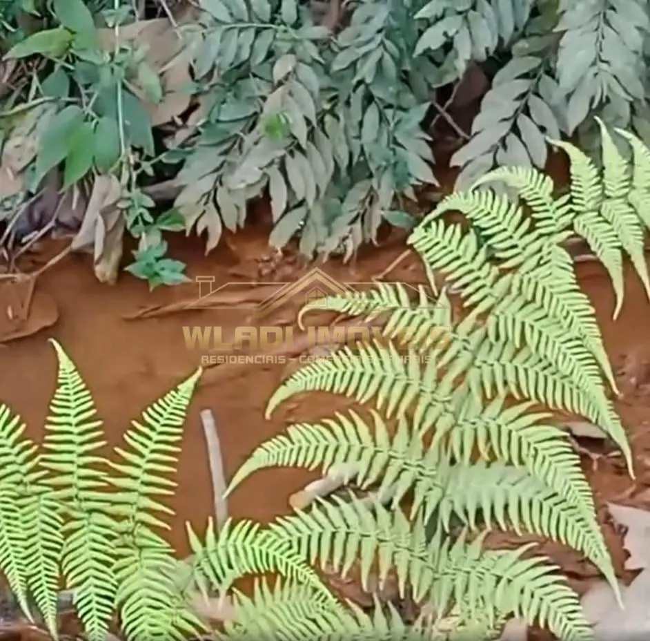 Sítio à venda de 6 ha em Socorro, SP, Brasil