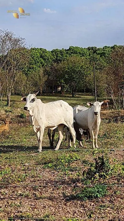 Sítio à venda de 35 ha em Nossa Senhora do Livramento, MT, Brasil