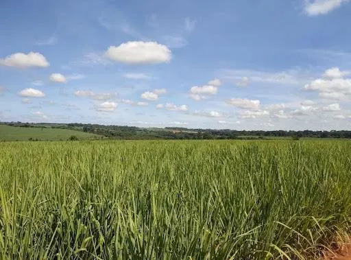 Fazenda à venda de 116 ha em Barretos, SP, Brasil