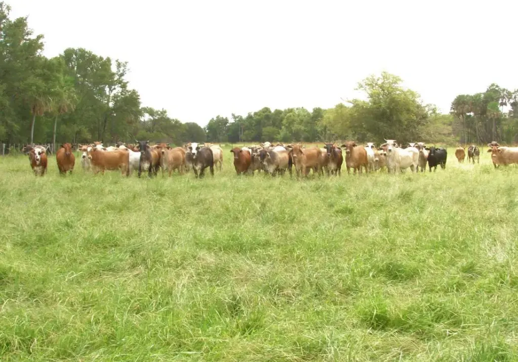 Comercial à venda de 29.093 ha em San Pedro de Ycuamandiyú, Paraguai