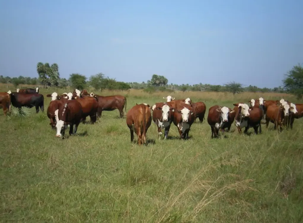 Comercial à venda de 29.093 ha em San Pedro de Ycuamandiyú, Paraguai