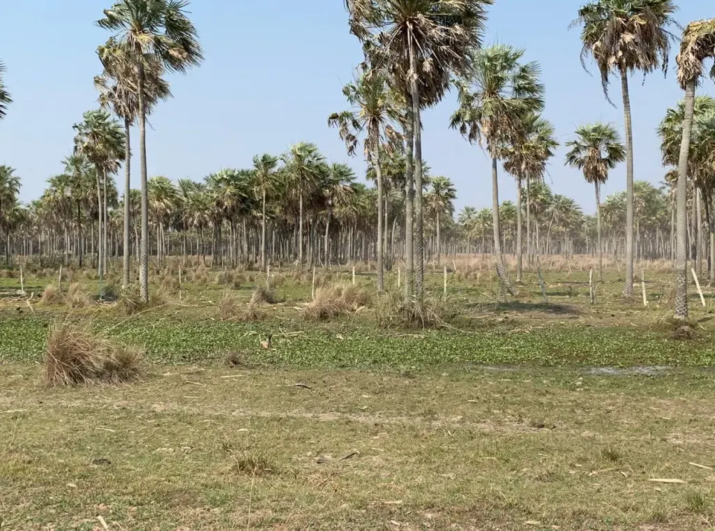 Comercial à venda de 29.093 ha em San Pedro de Ycuamandiyú, Paraguai