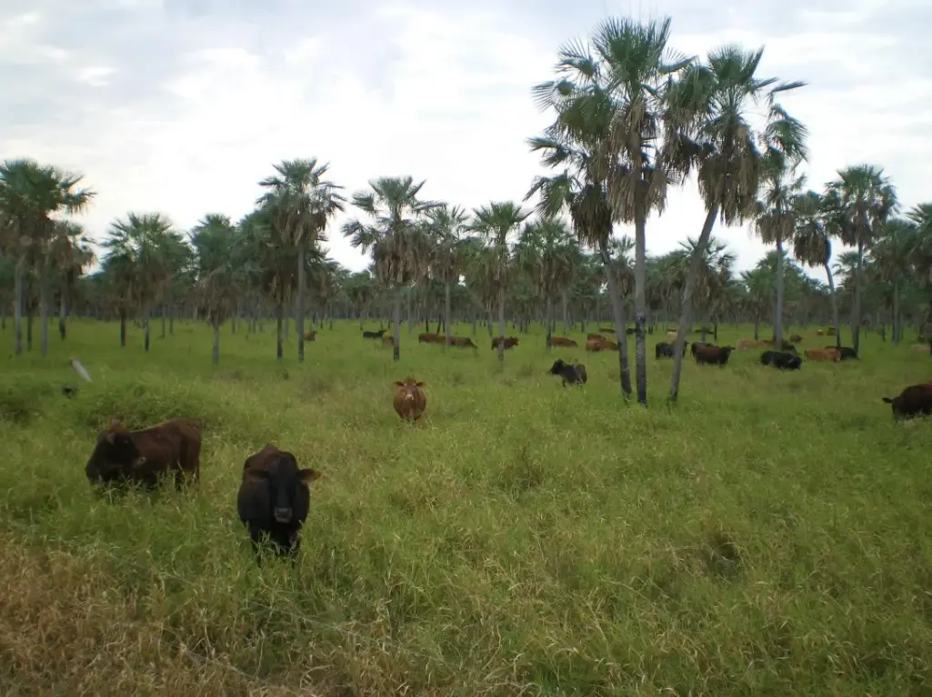 Comercial à venda de 29.093 ha em San Pedro de Ycuamandiyú, Paraguai