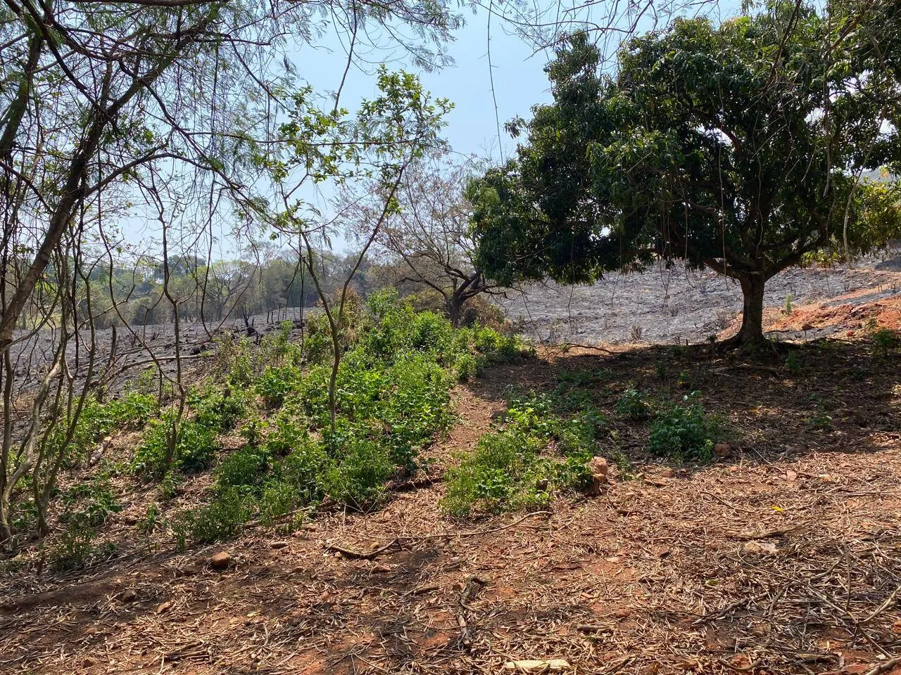 Plot for sale of 2 acres in Piraju, SP, Brazil