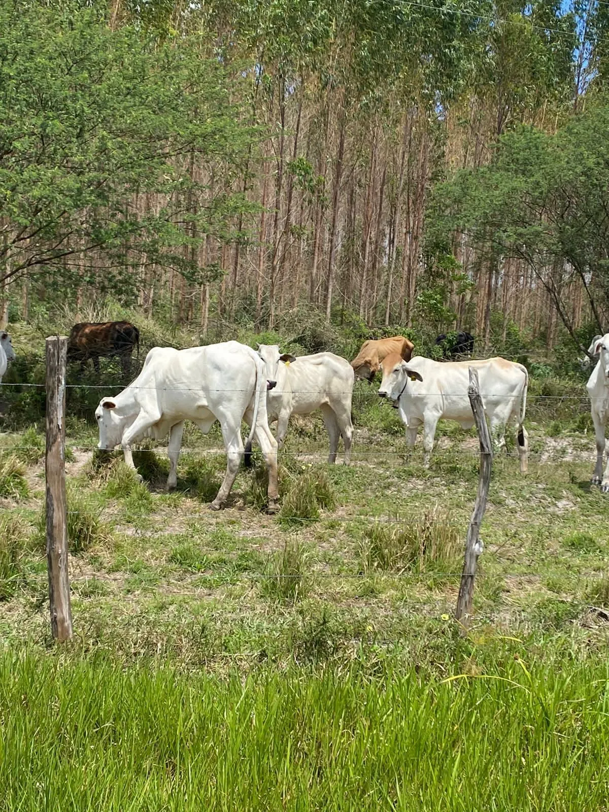 Fazenda à venda de 386 ha em Rio Real, BA, Brasil