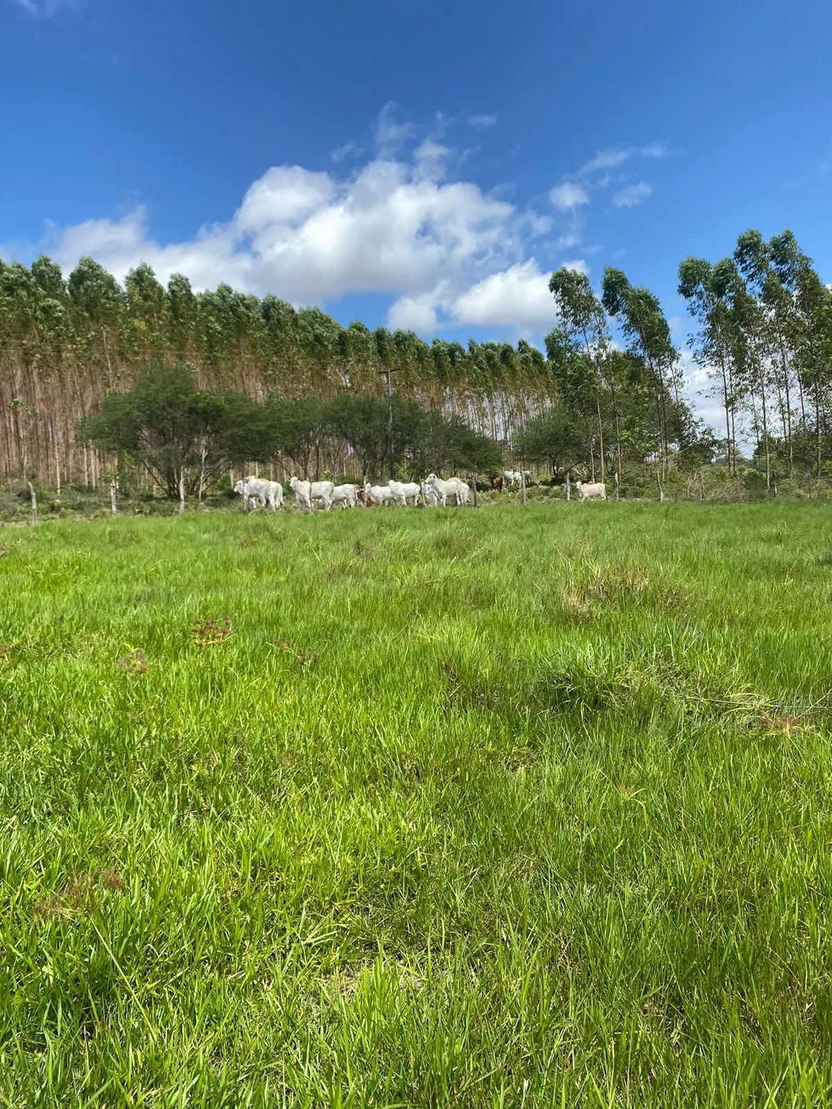 Fazenda à venda de 386 ha em Rio Real, BA, Brasil