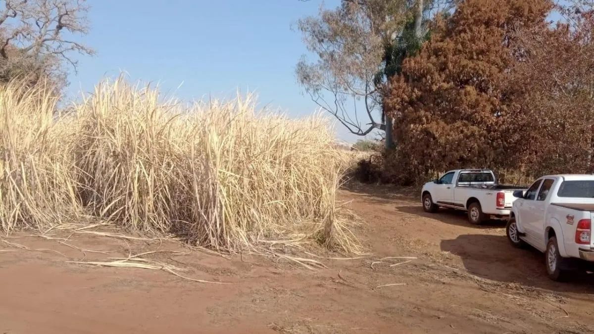 Fazenda à venda de 131 ha em Barretos, SP, Brasil