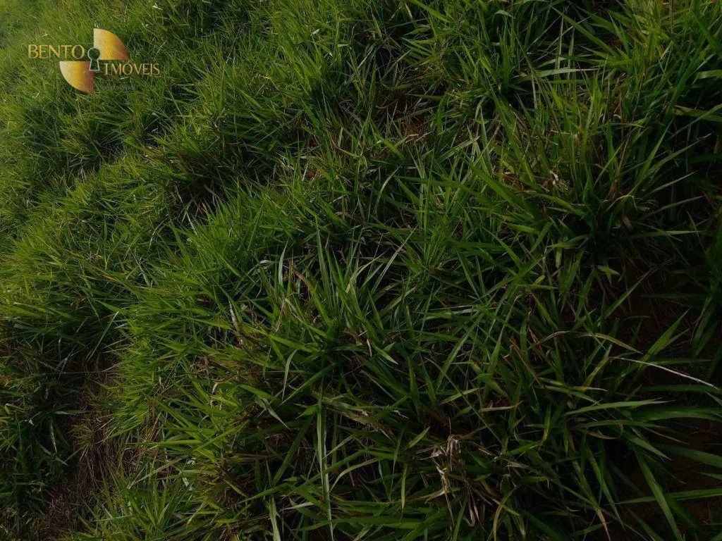 Fazenda à venda de 167 ha em Poxoréu, MT, Brasil