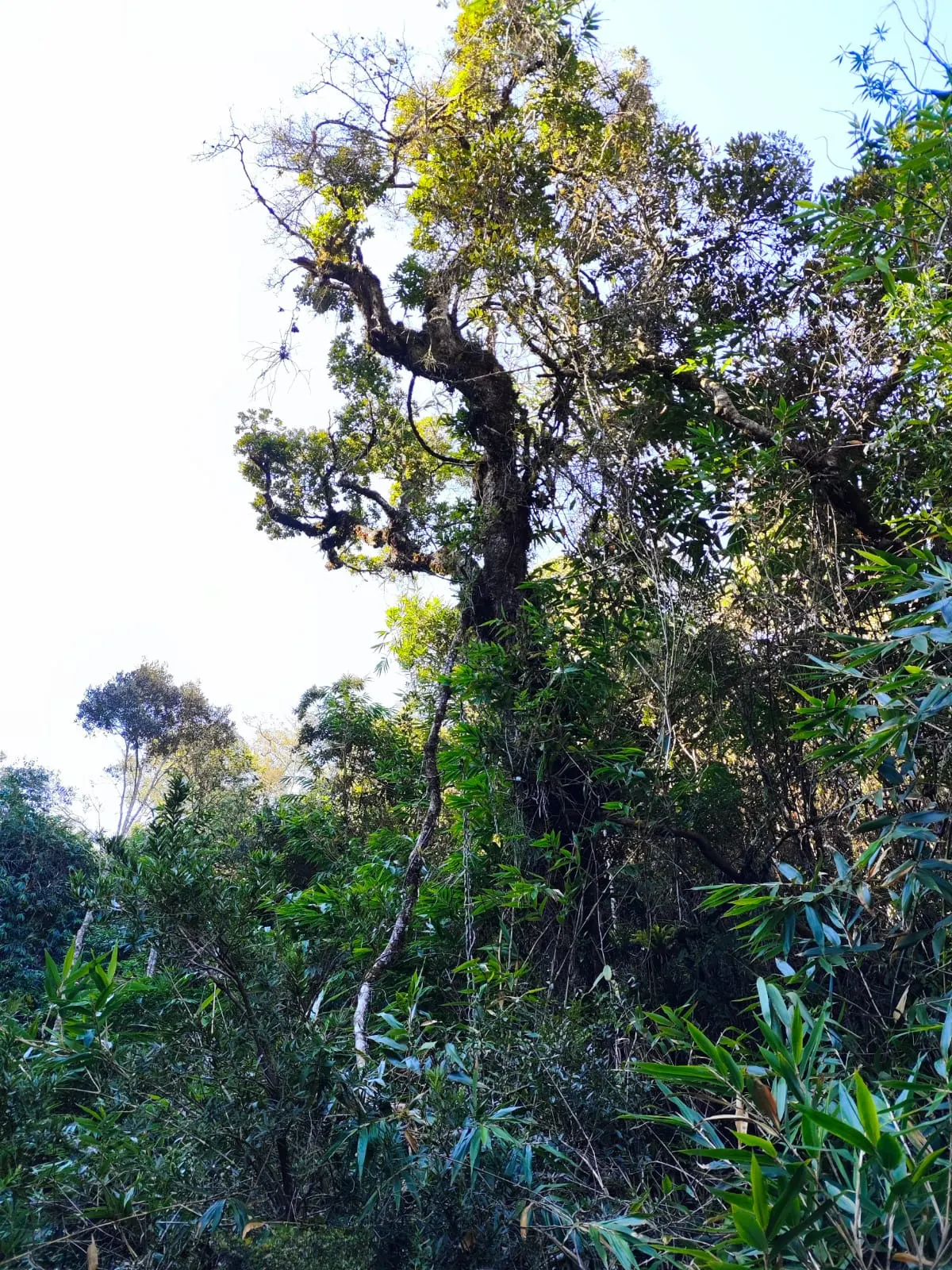 Fazenda à venda de 179 ha em Areias, SP, Brasil