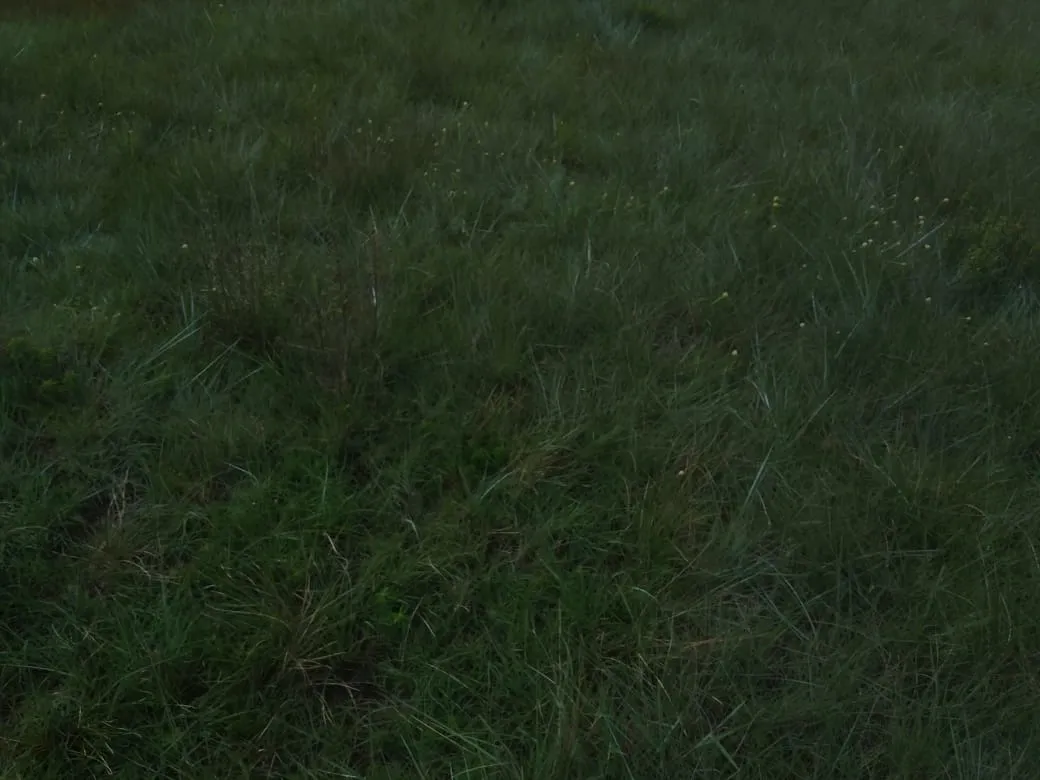 Fazenda à venda de 179 ha em Areias, SP, Brasil