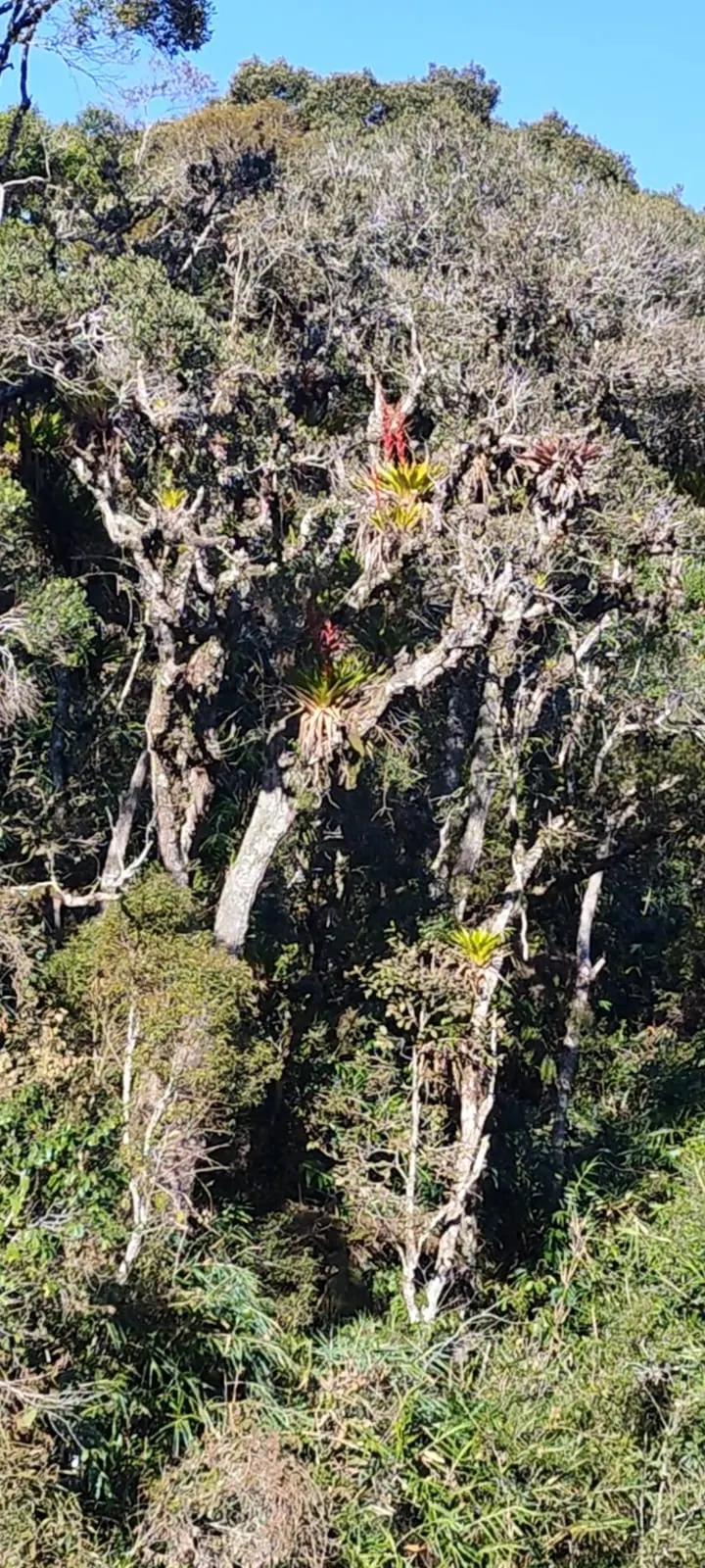 Fazenda à venda de 179 ha em Areias, SP, Brasil