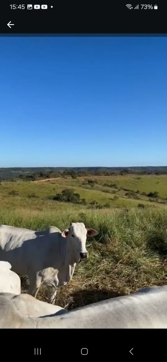 Fazenda à venda de 145 ha em Luziânia, GO, Brasil