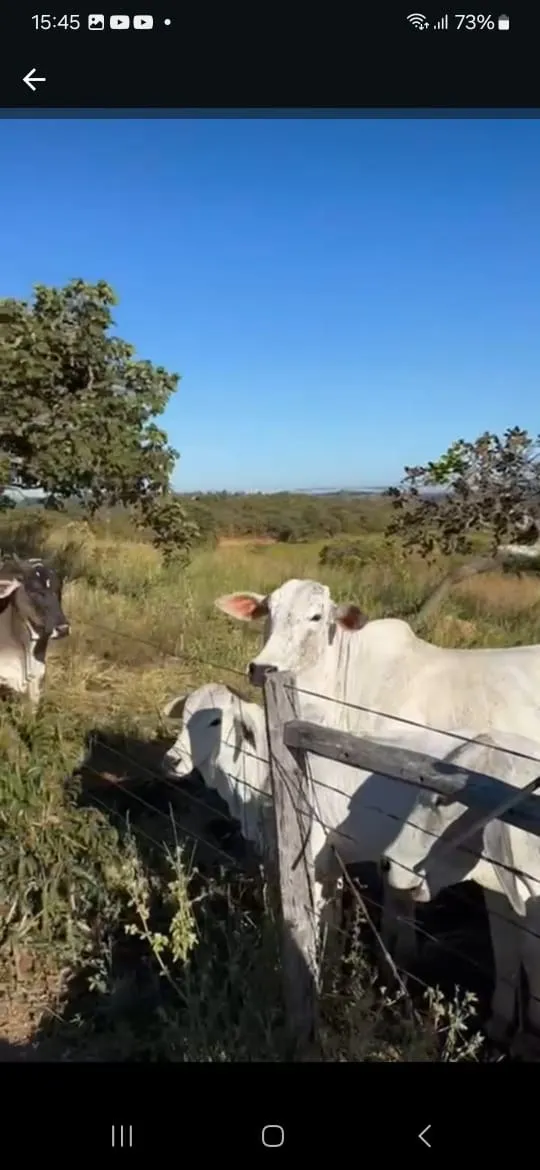 Fazenda à venda de 145 ha em Luziânia, GO, Brasil