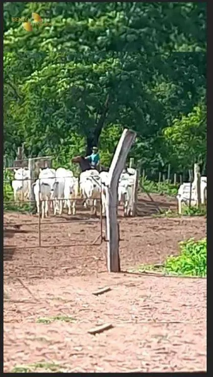 Fazenda à venda de 191 ha em Jangada, MT, Brasil