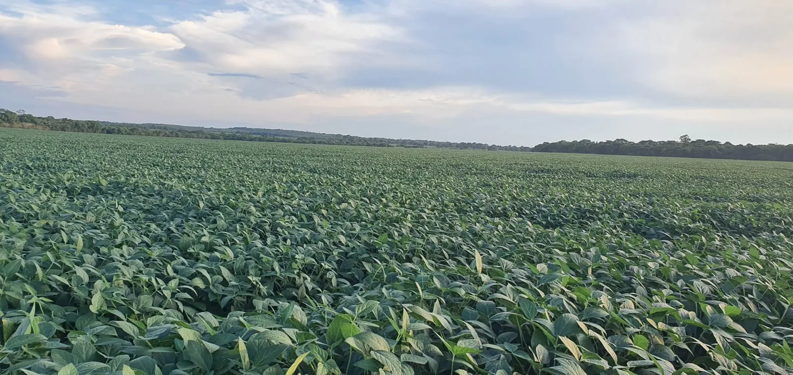 Fazenda à venda de 1.164 ha em Ribeirão Cascalheira, MT, Brasil
