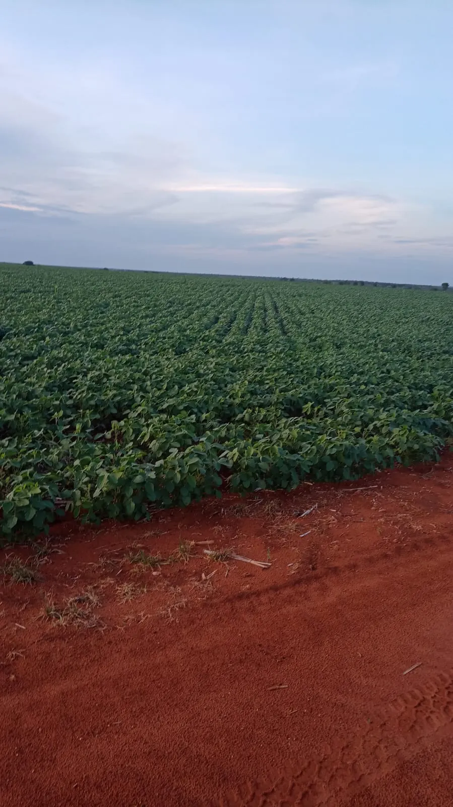 Fazenda à venda de 1.164 ha em Ribeirão Cascalheira, MT, Brasil