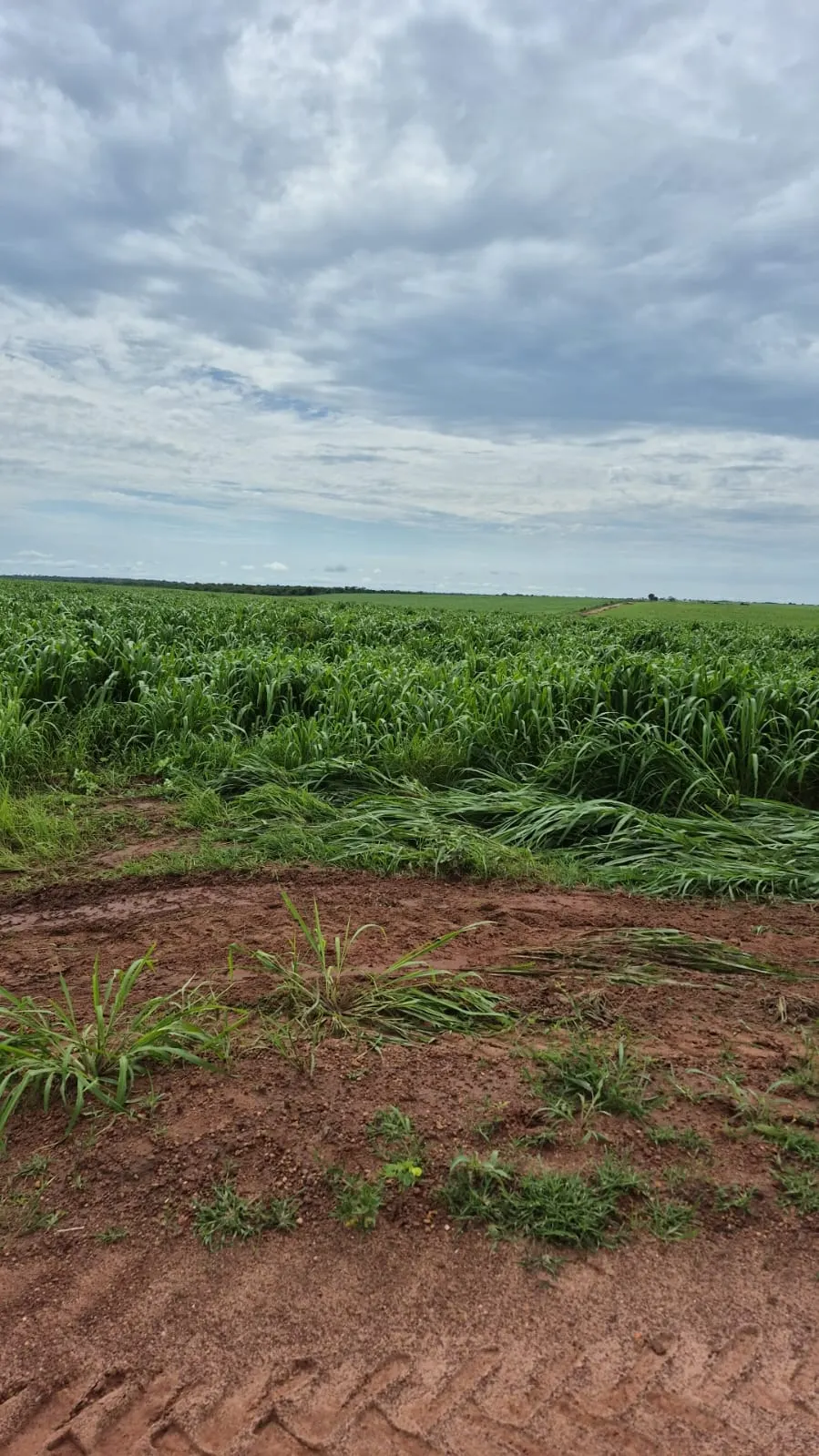 Fazenda à venda de 1.164 ha em Ribeirão Cascalheira, MT, Brasil