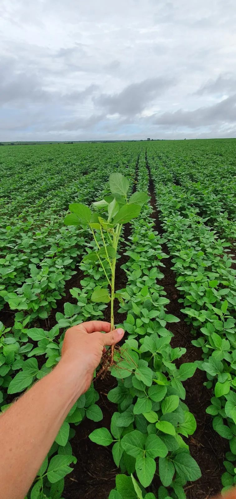 Fazenda à venda de 1.164 ha em Ribeirão Cascalheira, MT, Brasil