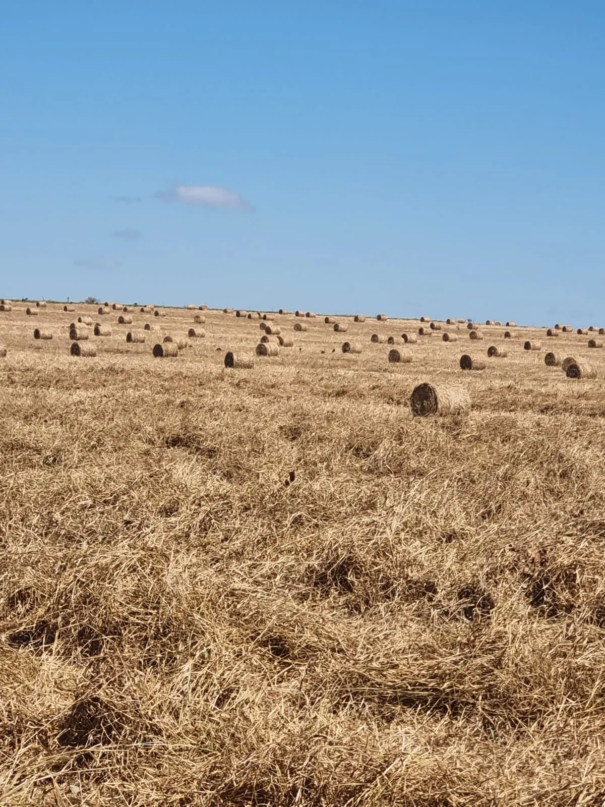 Fazenda à venda de 1.164 ha em Ribeirão Cascalheira, MT, Brasil