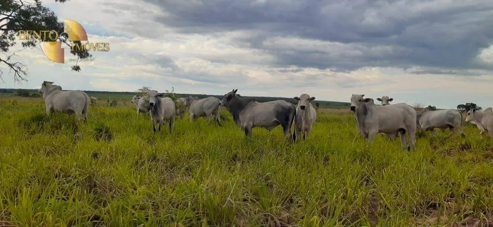 Fazenda à venda de 4.880 ha em Itiquira, MT, Brasil
