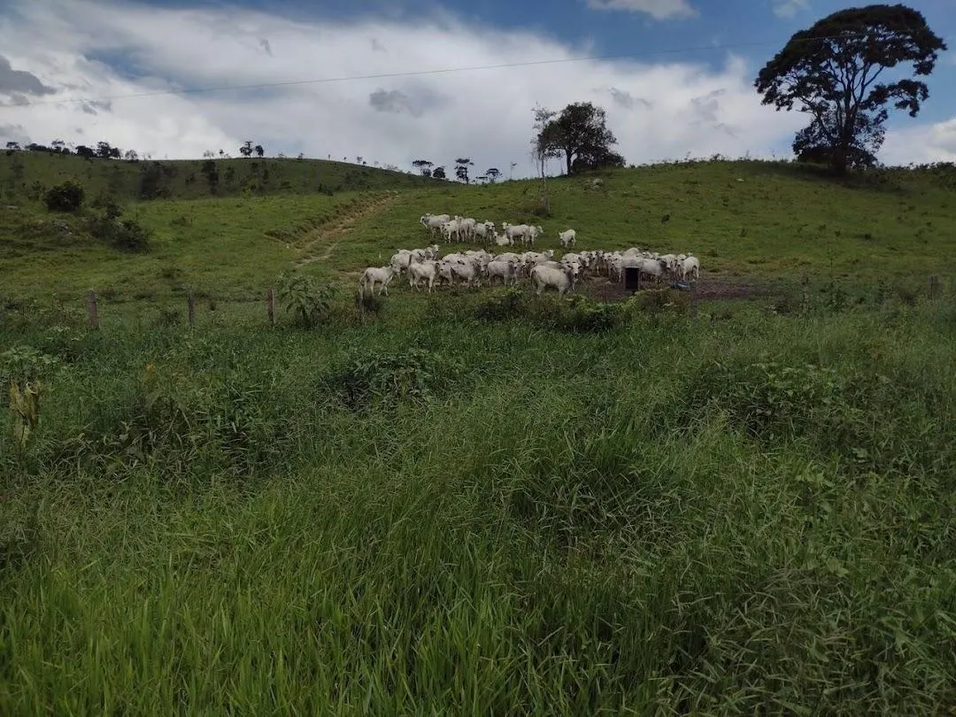 Fazenda à venda de 498 ha em Guaratinguetá, SP, Brasil