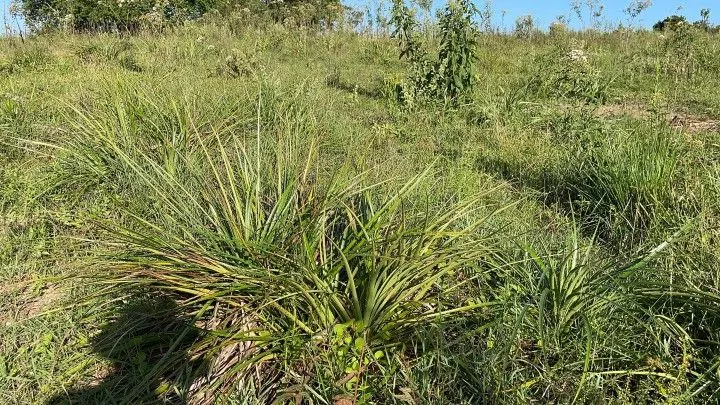 Chácara à venda de 1.500 m² em Santo Antônio da Patrulha, RS, Brasil