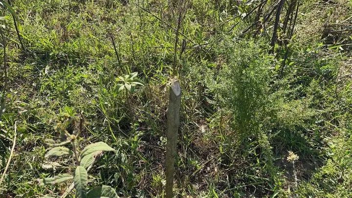 Chácara à venda de 1.500 m² em Santo Antônio da Patrulha, RS, Brasil