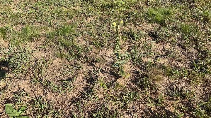 Chácara à venda de 1.500 m² em Santo Antônio da Patrulha, RS, Brasil