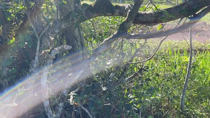 Chácara à venda de 1.500 m² em Santo Antônio da Patrulha, RS, Brasil