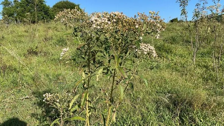 Chácara à venda de 1.500 m² em Santo Antônio da Patrulha, RS, Brasil