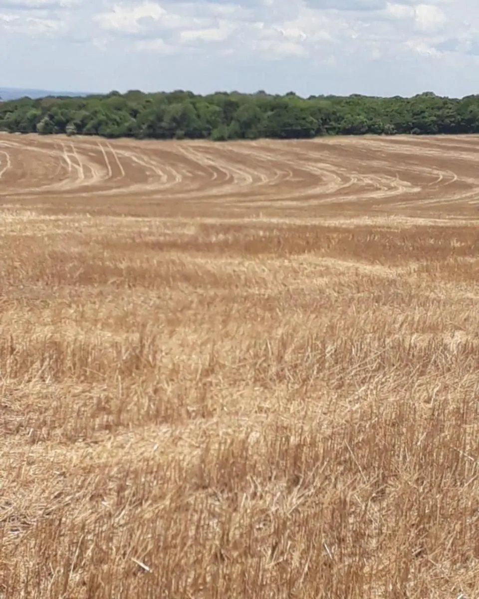 Fazenda à venda de 626 ha em Itapeva, SP, Brasil