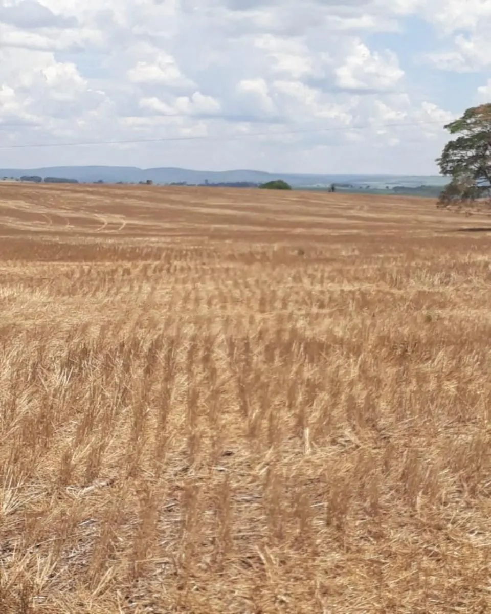 Fazenda à venda de 626 ha em Itapeva, SP, Brasil
