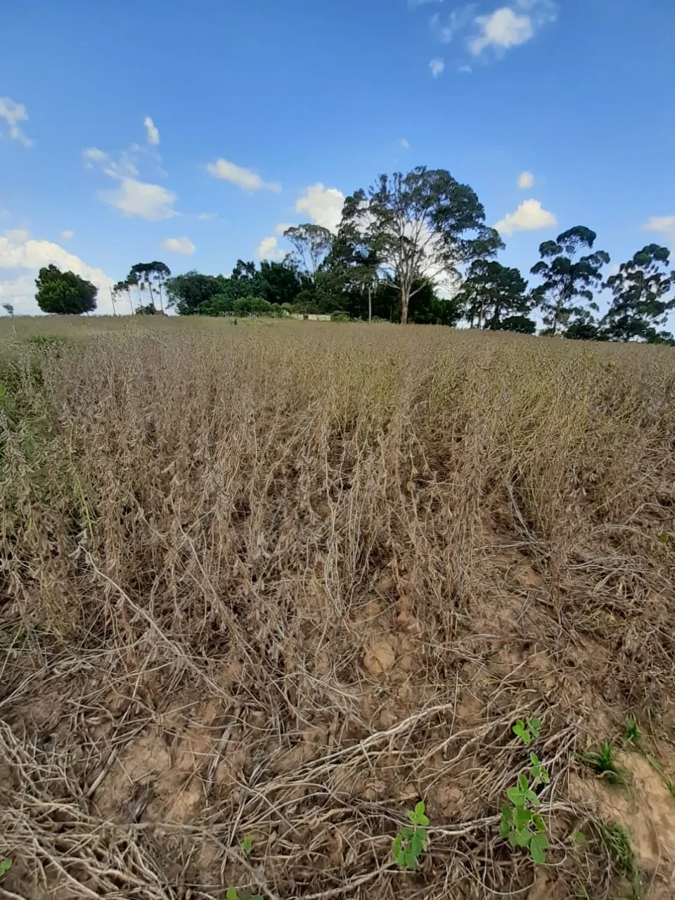 Small farm for sale of 54 acres in Itapetininga, SP, Brazil