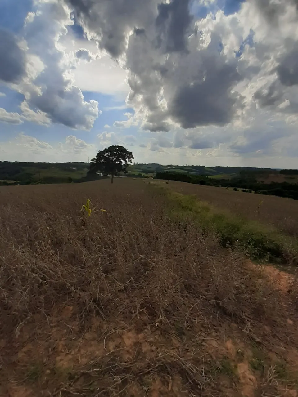 Small farm for sale of 54 acres in Itapetininga, SP, Brazil