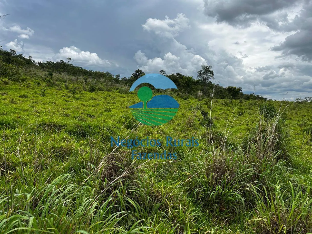 Fazenda à venda de 667 ha em Padre Bernardo, GO, Brasil