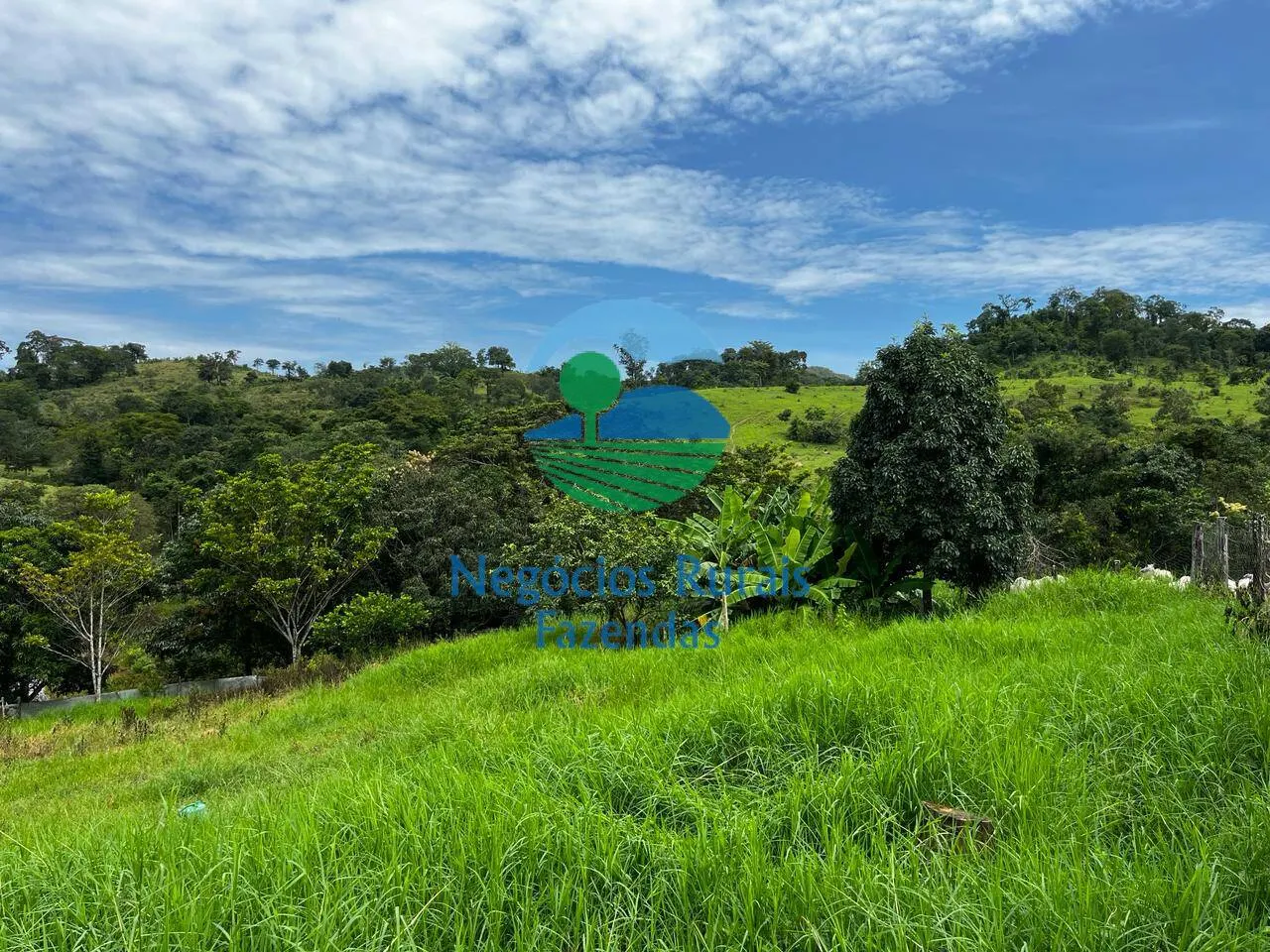 Fazenda à venda de 667 ha em Padre Bernardo, GO, Brasil