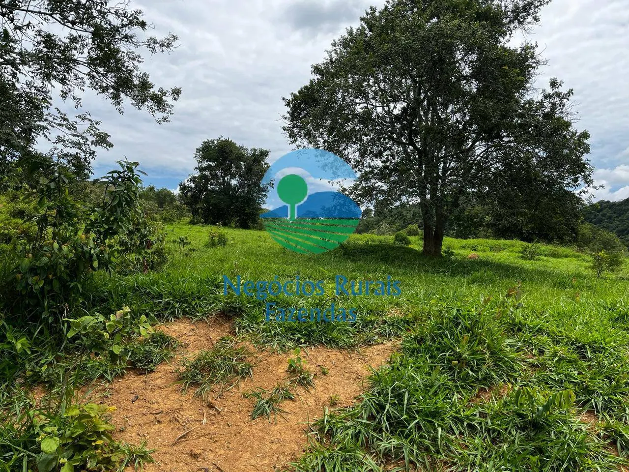 Fazenda à venda de 667 ha em Padre Bernardo, GO, Brasil
