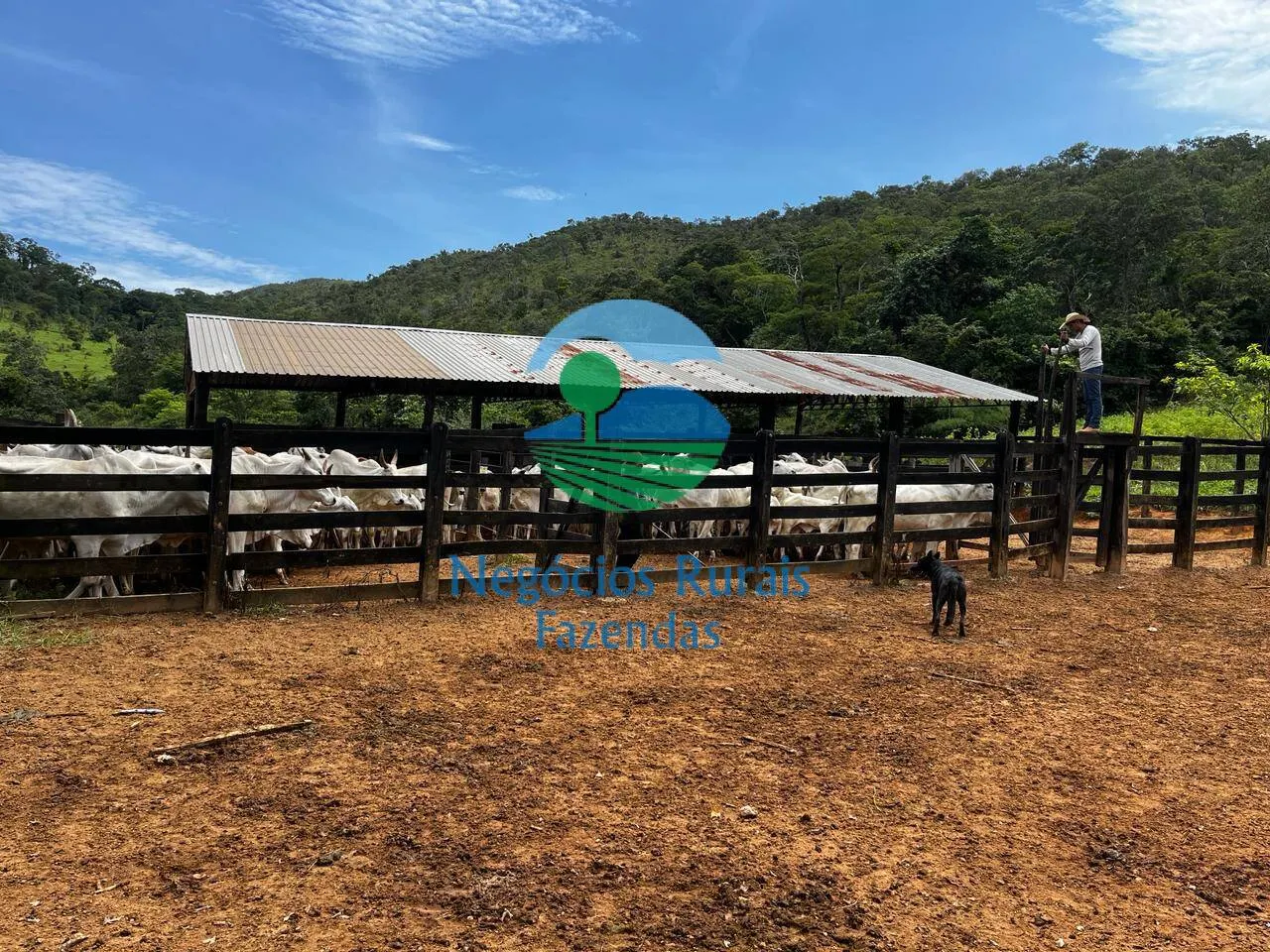 Fazenda à venda de 667 ha em Padre Bernardo, GO, Brasil