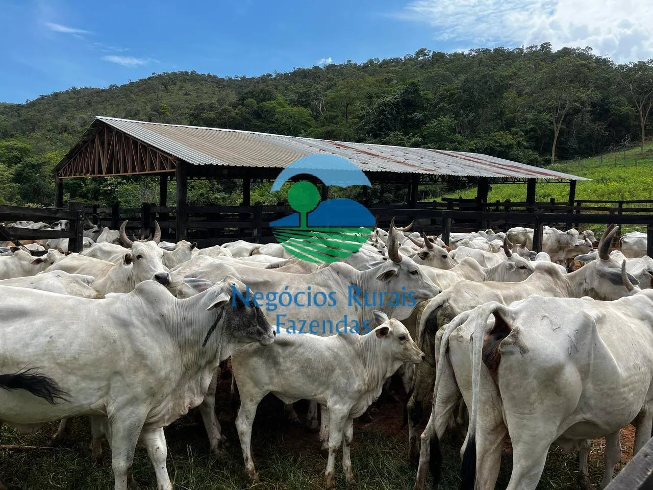 Fazenda à venda de 667 ha em Padre Bernardo, GO, Brasil