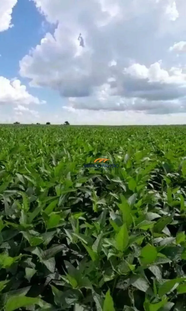 Fazenda à venda de 339 ha em Martinópolis, SP, Brasil