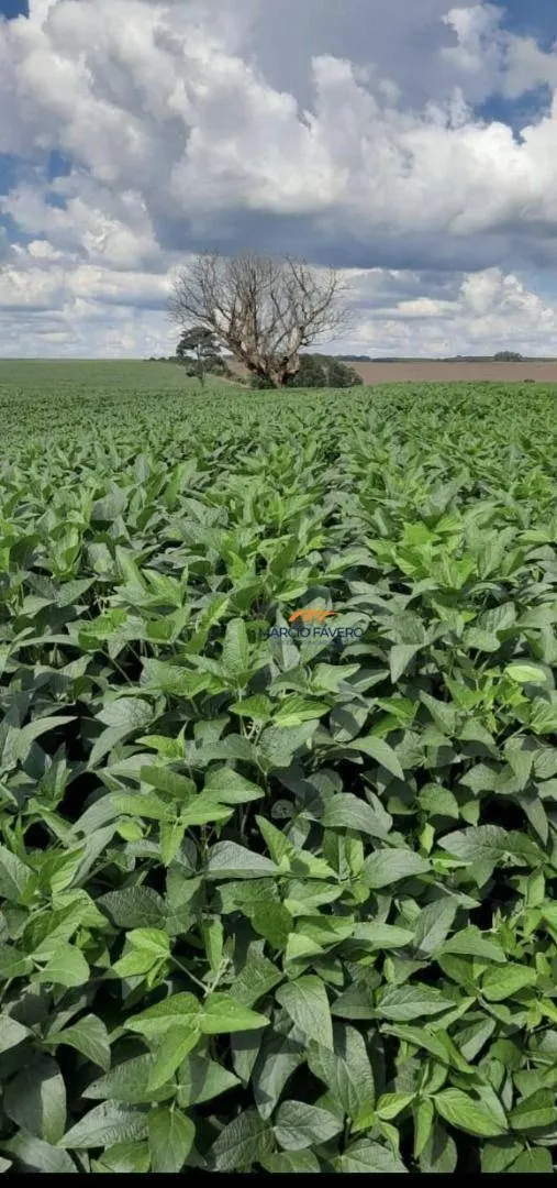 Fazenda à venda de 339 ha em Martinópolis, SP, Brasil