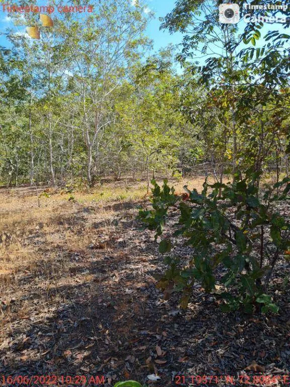 Fazenda à venda de 2.132 ha em Gaúcha do Norte, MT, Brasil