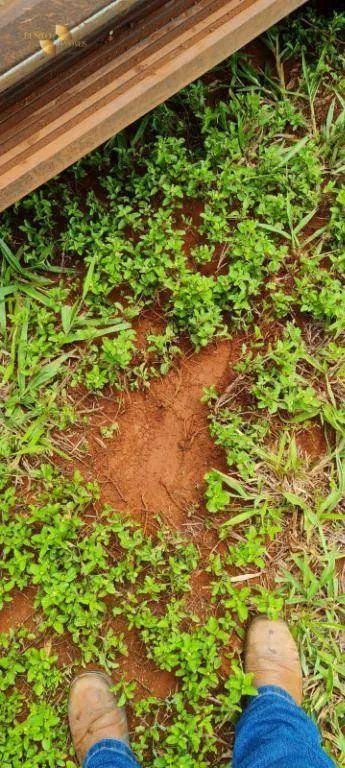 Fazenda à venda de 2.132 ha em Gaúcha do Norte, MT, Brasil
