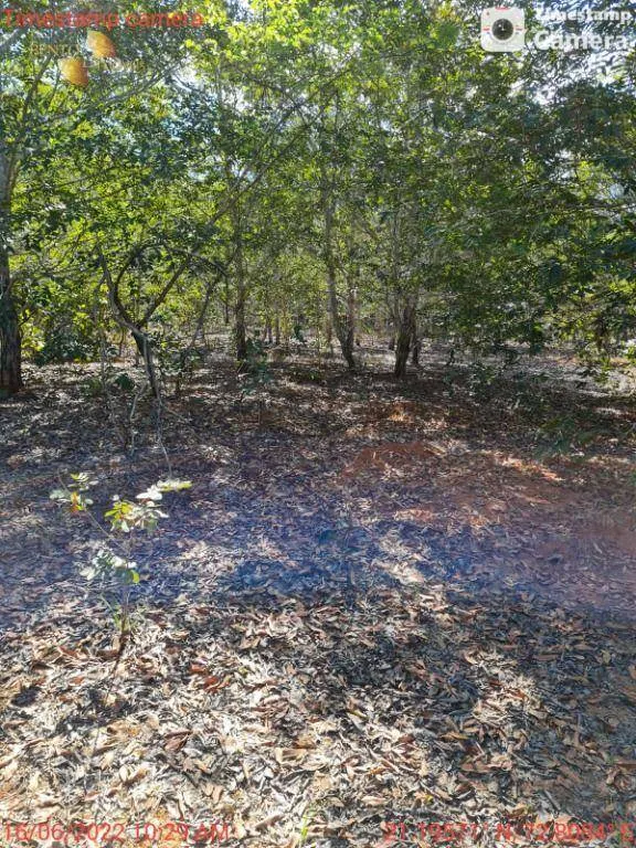Fazenda à venda de 2.132 ha em Gaúcha do Norte, MT, Brasil